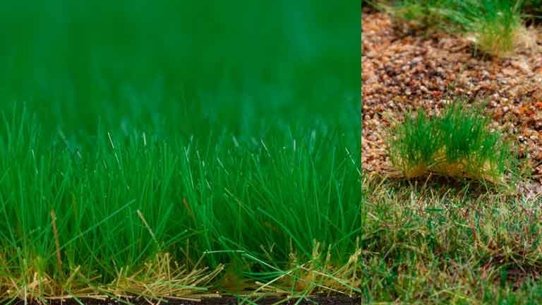 AUHAGEN 76701 Трава весенняя (волокна ~2—6 мм, 210 × 148 мм), 1:35–1:250, сделано в Германии